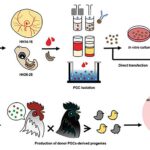 CRISPR-Cas9 and Genetic Engineering Breakthroughs