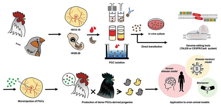 CRISPR-Cas9 and Genetic Engineering Breakthroughs